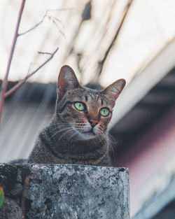 Close-up portrait of a cat