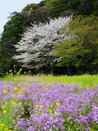 Purple flowers blooming in park
