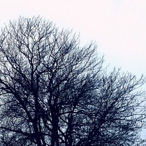 Low angle view of bare trees against sky