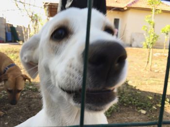 Close-up of goat