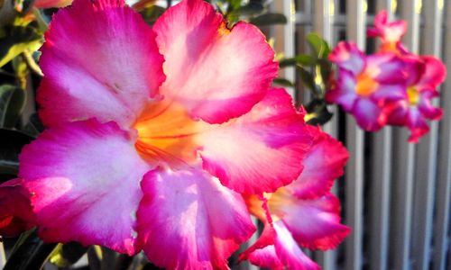 Close-up of pink flowers