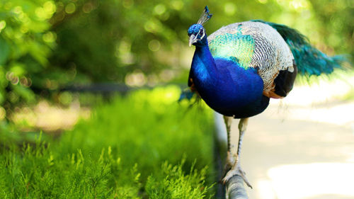 Close-up of peacock