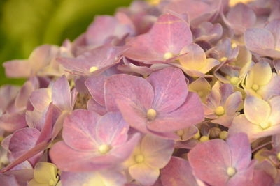 Close-up of flowers blooming at park