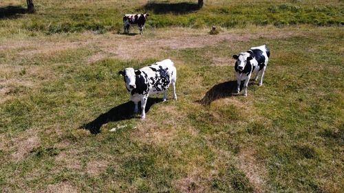 Cows on grassy field