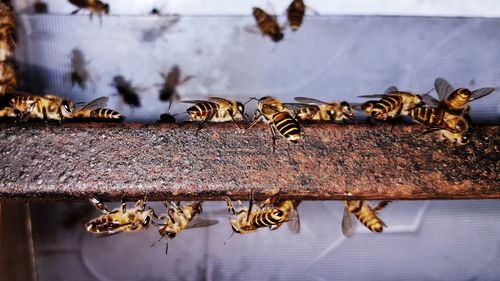 Close-up of bunch of bees on rusty steel