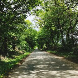 Empty road along trees in forest