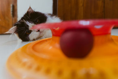 Close-up portrait of a cat