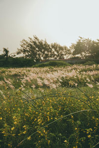 Scenic view of grassy field against clear sky