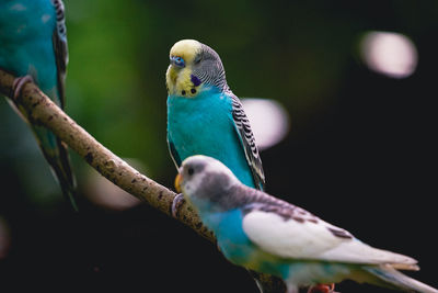 Close-up of bird