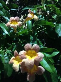 Close-up of yellow flower