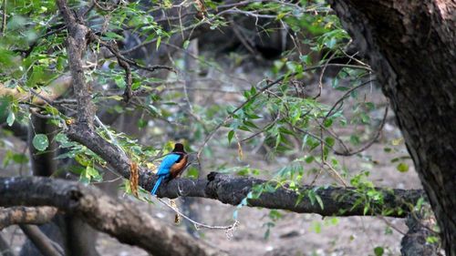 Close-up of bird perching on tree