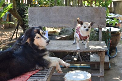 Portrait of dog sitting on seat in yard