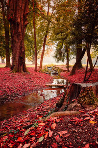 Trees growing in forest during autumn