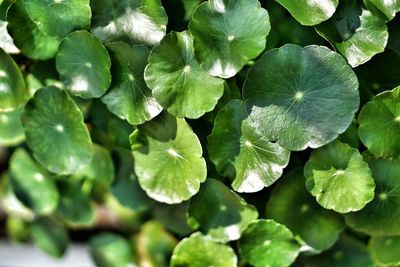Full frame shot of green leaves