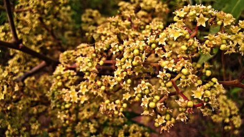 Close-up of blooming tree