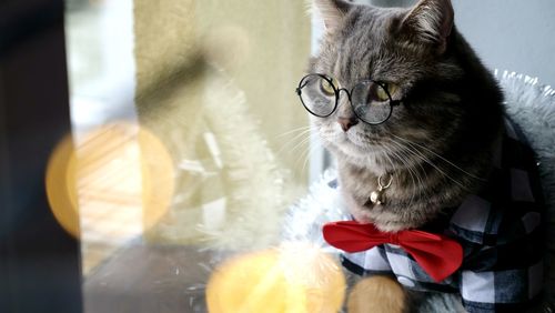 Scottish straight cat celebrate christmas new year