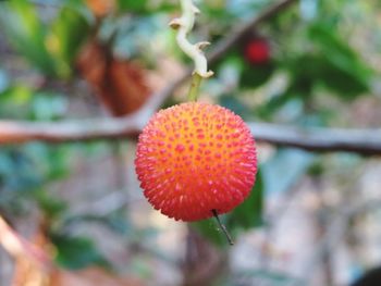 Close-up of red berries on tree