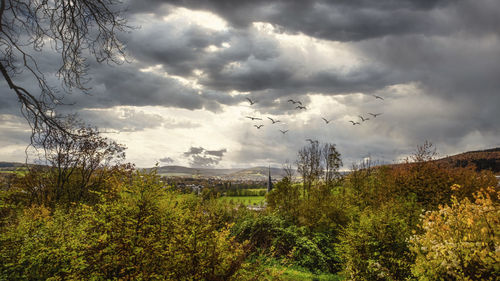 Plants growing on land against sky