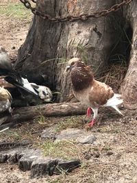 Ducks on a field