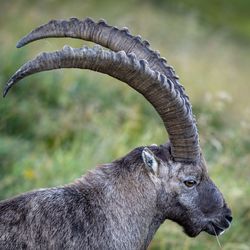 Close-up of an capricorn 