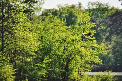 View of a forest