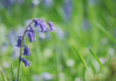 Close-up of purple flowering plant on field