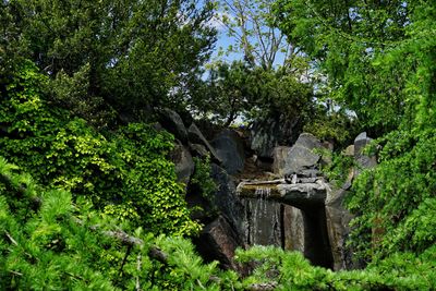 View of old tree in forest