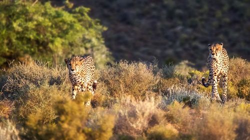 Cheetahs walking on grassy field at sanbona wildlife reserve