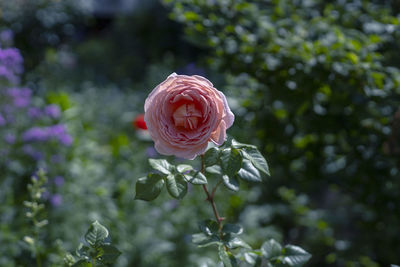 Close-up of rose on plant