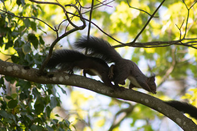 Low angle view of monkey on tree