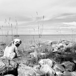 Dog on rock in water against sky