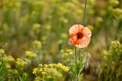 Close-up of orange flowering plant