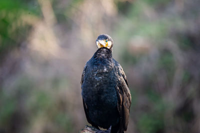 bird