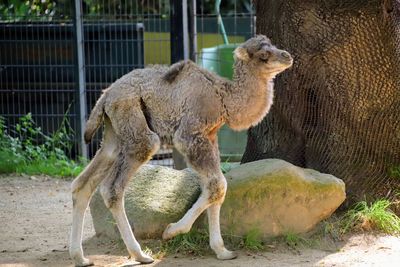 Sheep standing in zoo