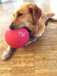 Close-up of dog with ball on hardwood floor