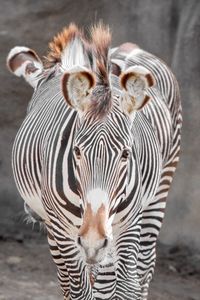 Close-up of two zebras