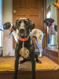 Portrait of dog at home