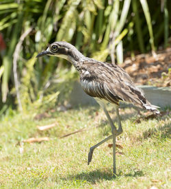 Side view of a bird on a field