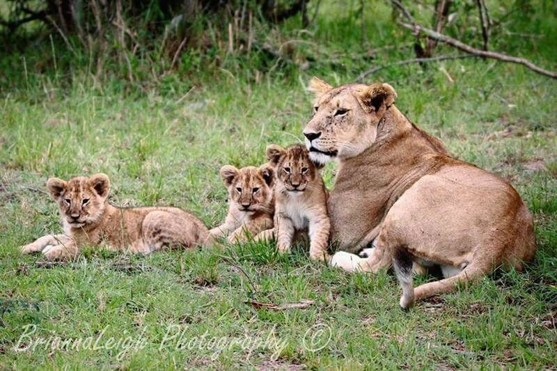 animal themes, mammal, animals in the wild, wildlife, animal family, field, togetherness, grass, young animal, two animals, forest, lion - feline, nature, three animals, relaxation, day, safari animals, outdoors, lying down