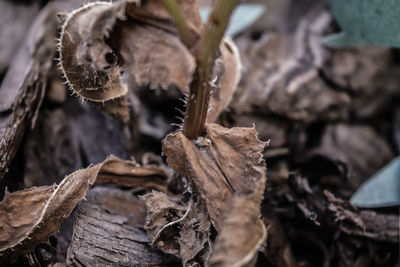 Close-up of dried leaves on wood