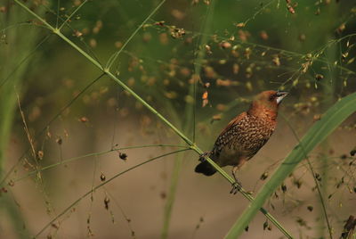 Close-up of bird perching on plant