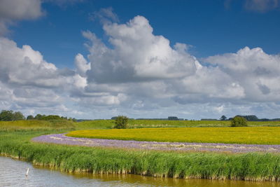 Scenic view of field against sky