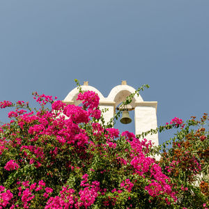 Low angle view of pink flowers on tree against clear sky