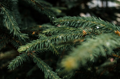 Close-up of pine tree branch