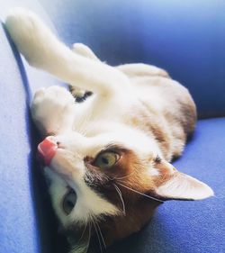 Close-up of a cat