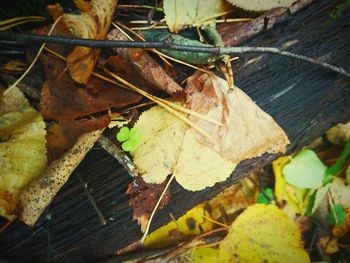 High angle view of dry leaves on tree