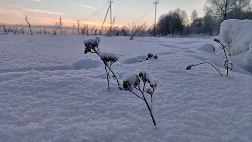 Scenic view of snow covered landscape