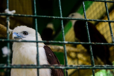 Close-up of bird in cage