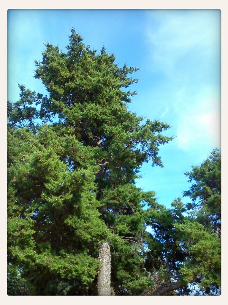 transfer print, tree, auto post production filter, low angle view, sky, growth, green color, blue, nature, tranquility, sunlight, beauty in nature, branch, day, cloud, lush foliage, scenics, cloud - sky, no people, outdoors