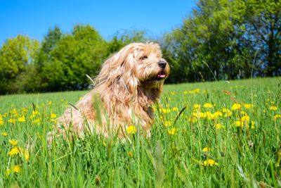 Dog on field